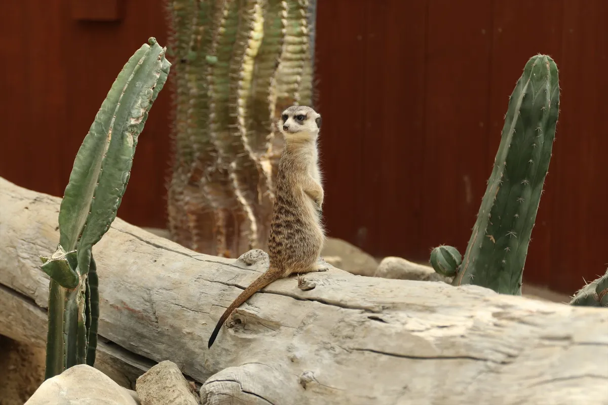 Animal kingdom banner